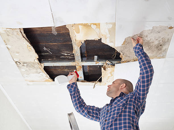 Why You Should Choose Our Mold Remediation Services in Harvey, MI